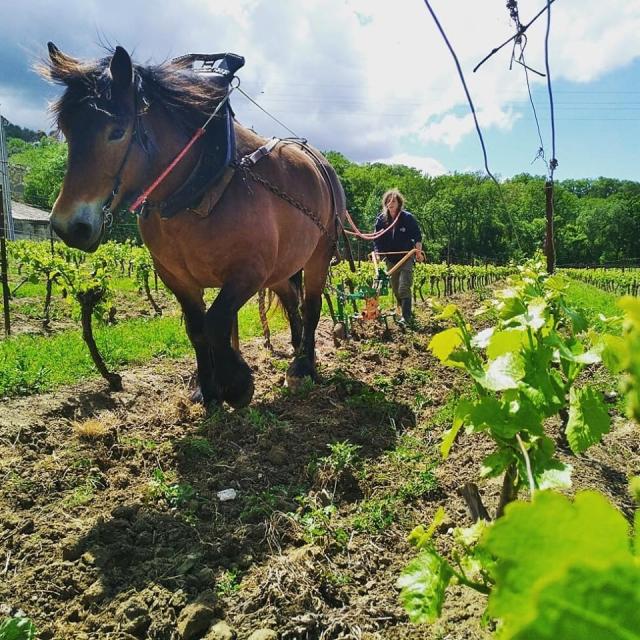 Domaine Grès Vaillant