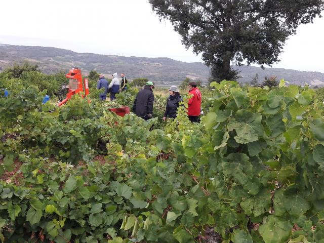 domaine-de-fourn-journee-vendanges-2-1.jpg